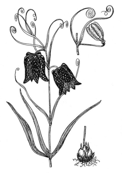 Фритиллярия ботаника