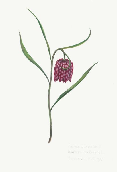 Рябчик шахматный рисунок