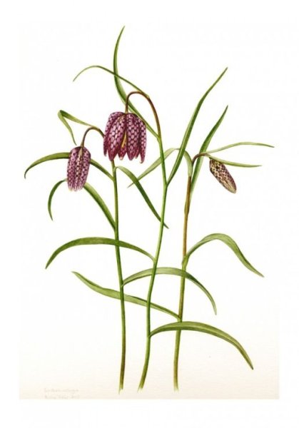 Рябчик кавказский Fritillaria Caucasica