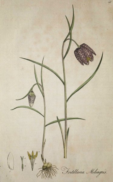 Рябчик русский контур