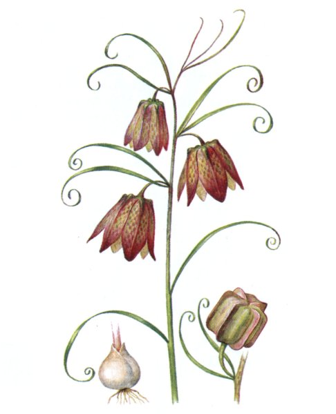 Рябчик Императорский Ботанический рисунок