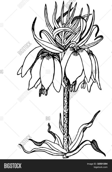 Рябчик Botanical