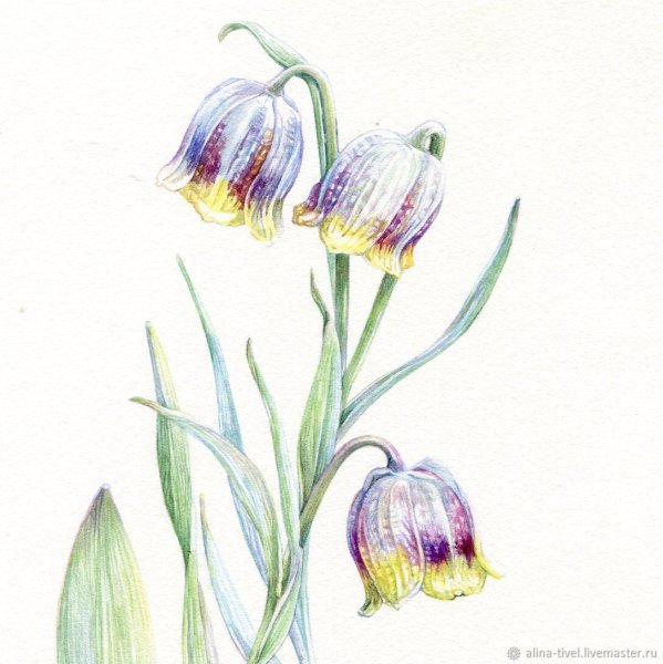 Fritillaria meleagris - рябчик шахматный. Гербарий