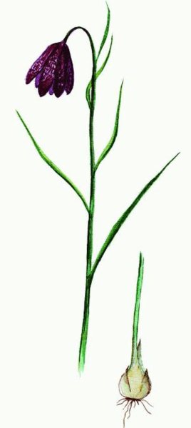 Рябчик шахматный Ботанический