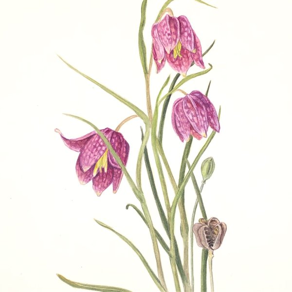 Fritillaria meleagris Ботанический рисунок