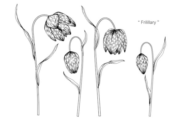 Рябчик кавказский рисунок