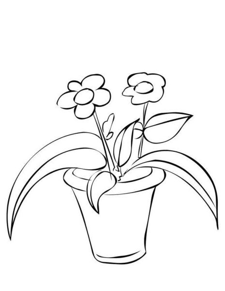 Комнатные растения скетч