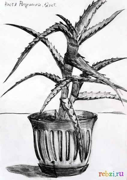 Нарисовать алоэ Вера в горшке