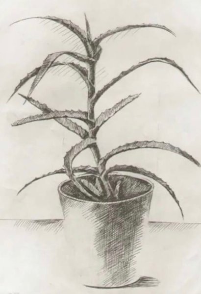 Герань бегония фиалка