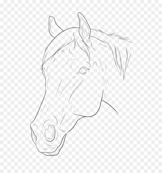 Морда лошади рисунок