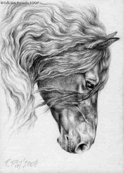 Голова лошади карандашом