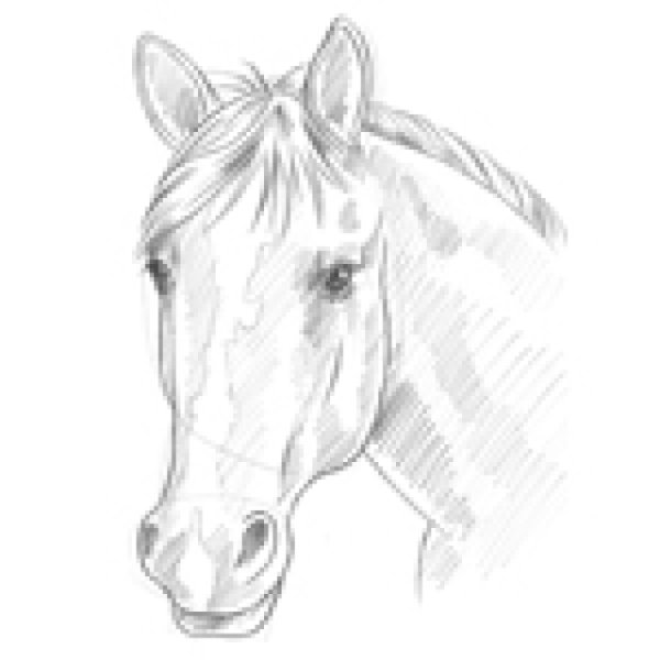 Лайны лошадей