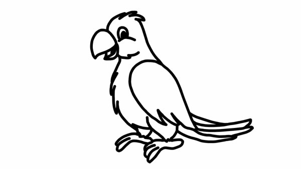 Попугай рисунок