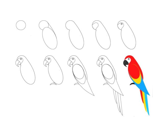 Тукан раскраска