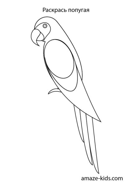 Попугай рисунок карандашом