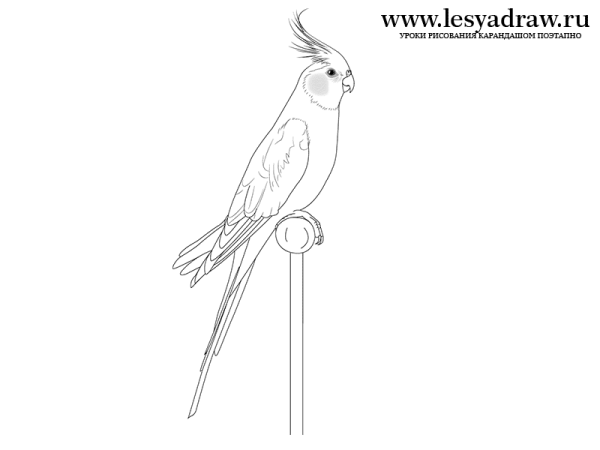 Попугай рисунок карандашом
