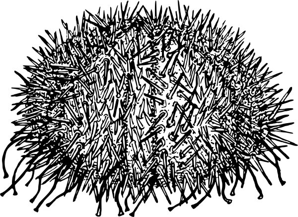 Рисование морские Ежи