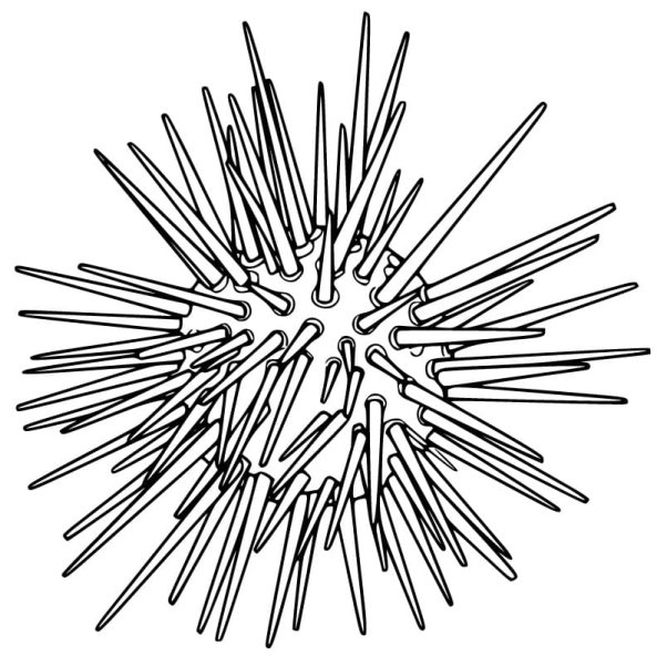 Морской еж раскраска
