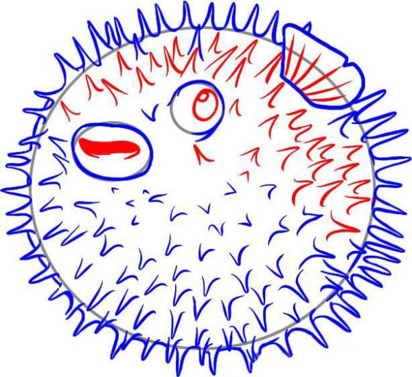 Рыба еж раскраска