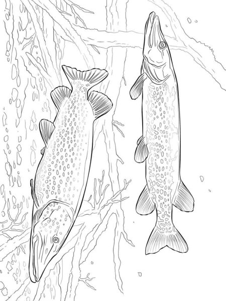 Щука карандаш