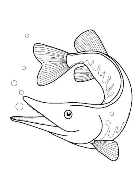 Щука раскраска