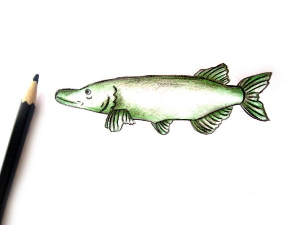 Щука трафарет для рисования