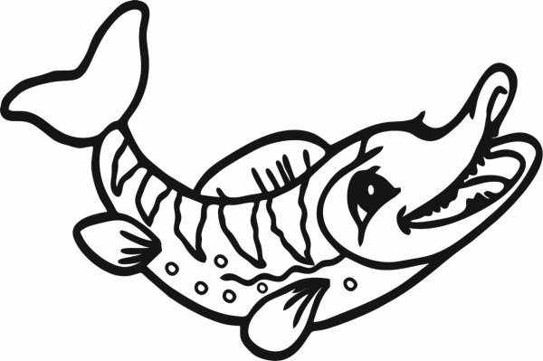 Судак рыба раскраска