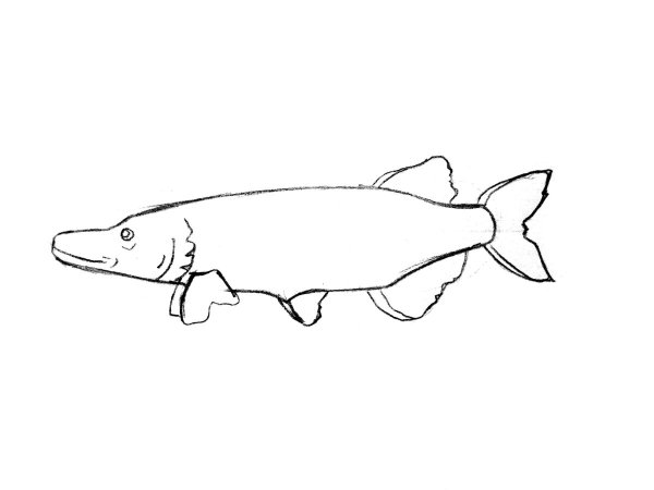 Щука раскраска для детей