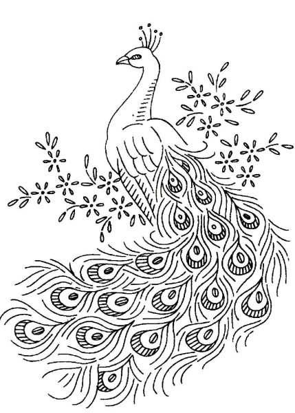 Сказочная птица карандашом