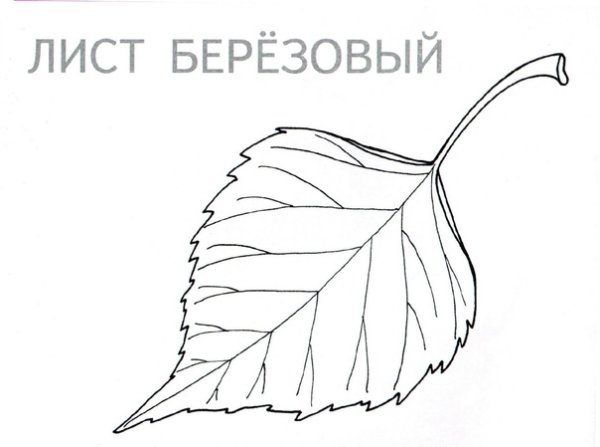 Поэтапное рисование листочка