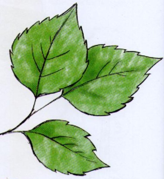 Поэтапное рисование листа