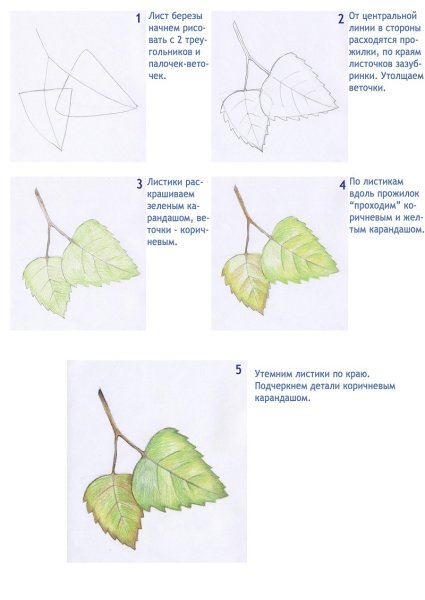 Дерево береза раскраска