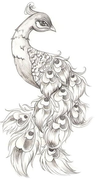 Жар птица рисунок карандашом