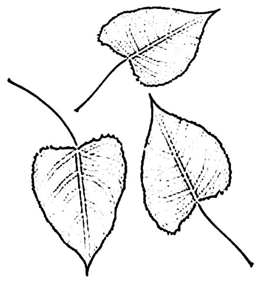 Лист липы раскраска