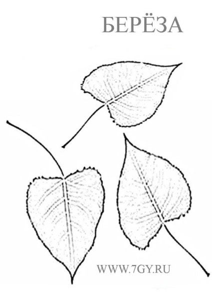 Березовый лист раскраска