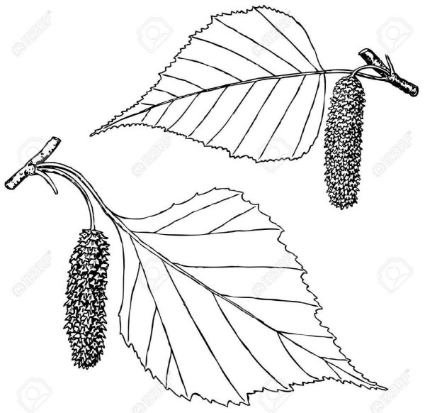 Листья шаблоны для вырезания маленькие