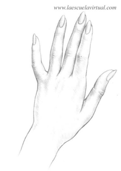 Женские руки карандашом