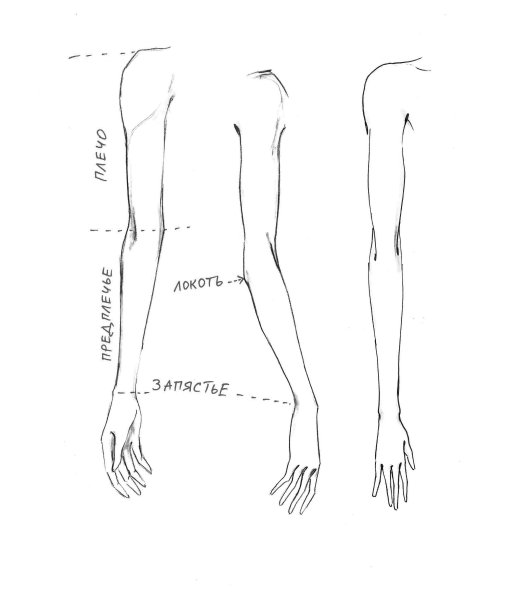 Наброски кистей рук