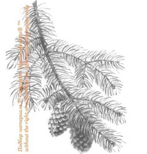 Ель ветка карандашом