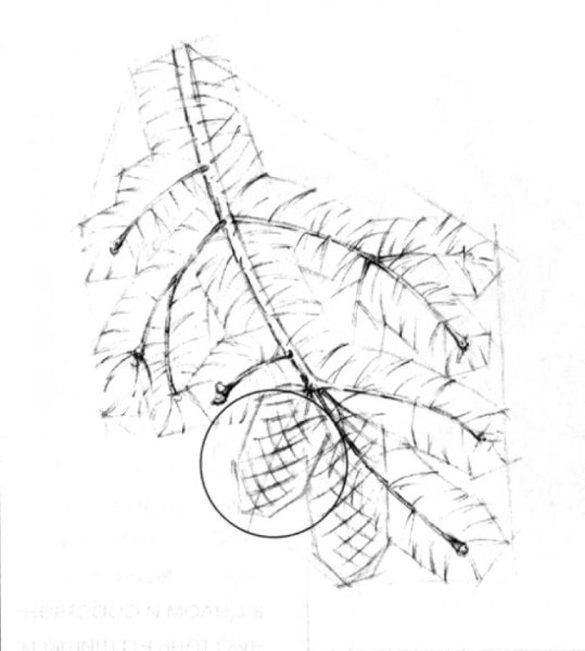 Ель ветка карандашом