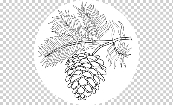 Ветка сосны раскраска
