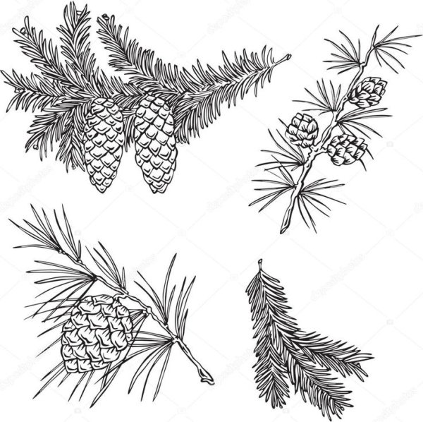 Ветка с шишками вектор