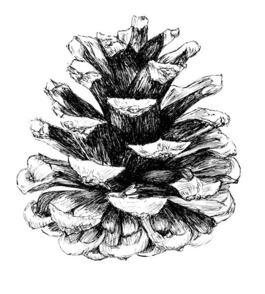 Сосновая шишка