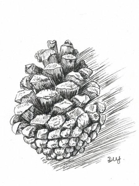 Шишки раскраска для детей