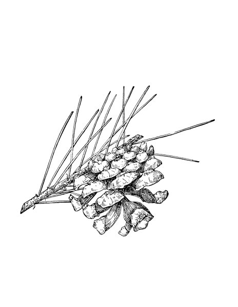 Шишки карандашом