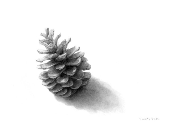 Шишки Графика