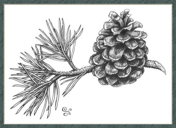 Как нарисовать шишку