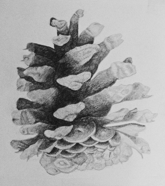 Шишка рисунок