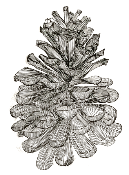 Шишка раскраска