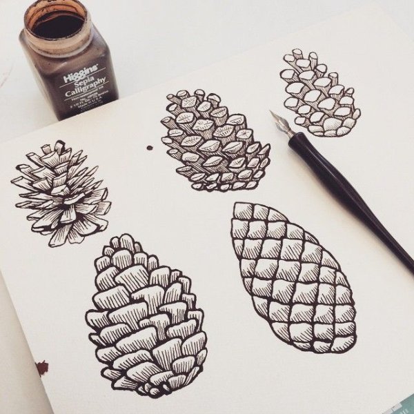 Кедровая шишка карандашом